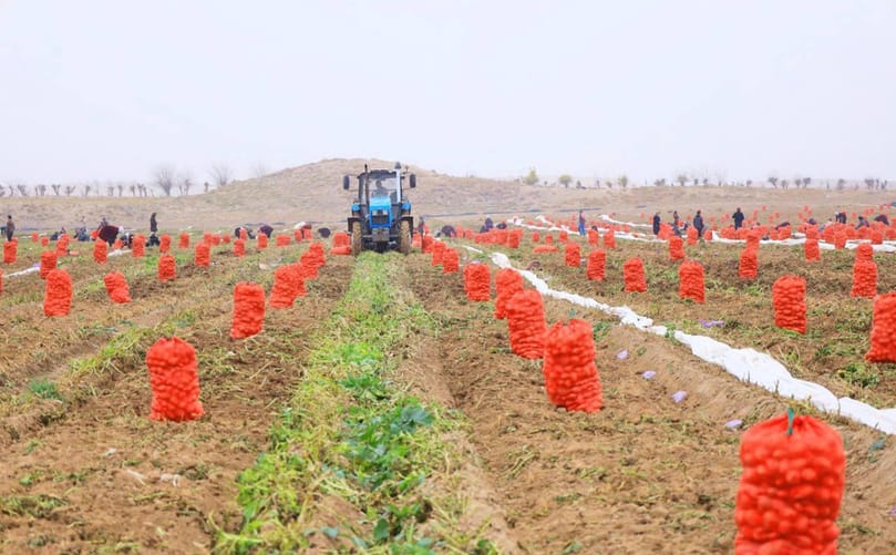 Generation 1 harvest in Uzbekistan Generation 1 harvest in Uzbekistan