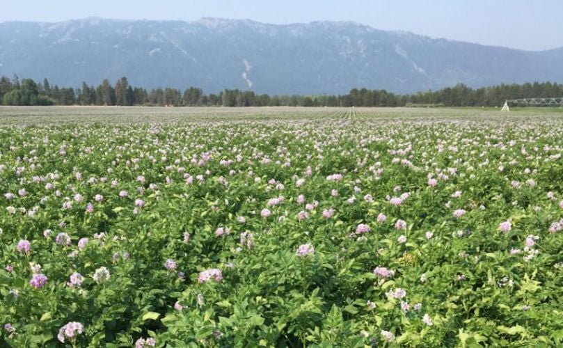 Genesis Organics Potato Field Genesis Organics Potato Field