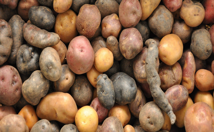 Genetic Resources and Germplasm Diversity in Potato (Solanum tuberosum) Breeding Systems Genetic Resources and Germplasm Diversity in Potato (Solanum tuberosum) Breeding Systems