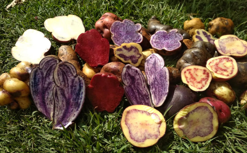 Understanding Potato Diversity: Variation Within a Global Crop Understanding Potato Diversity: Variation Within a Global Crop
