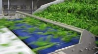 Genius Spinach Sorter Genius Spinach Sorter