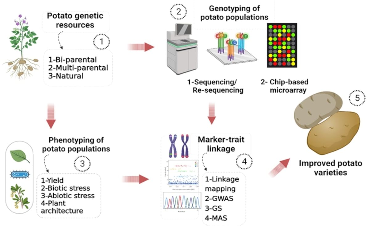 Genome-Assisted Breeding Pipeline in Potatoes CAPTION