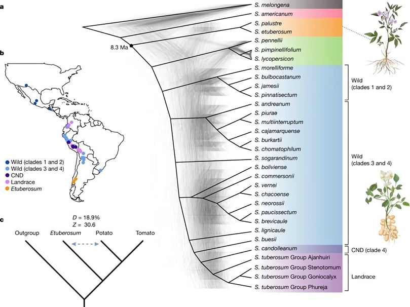 Geographical distribution and phylogeny of the Solanum genus. Geographical distribution and phylogeny of the Solanum genus.