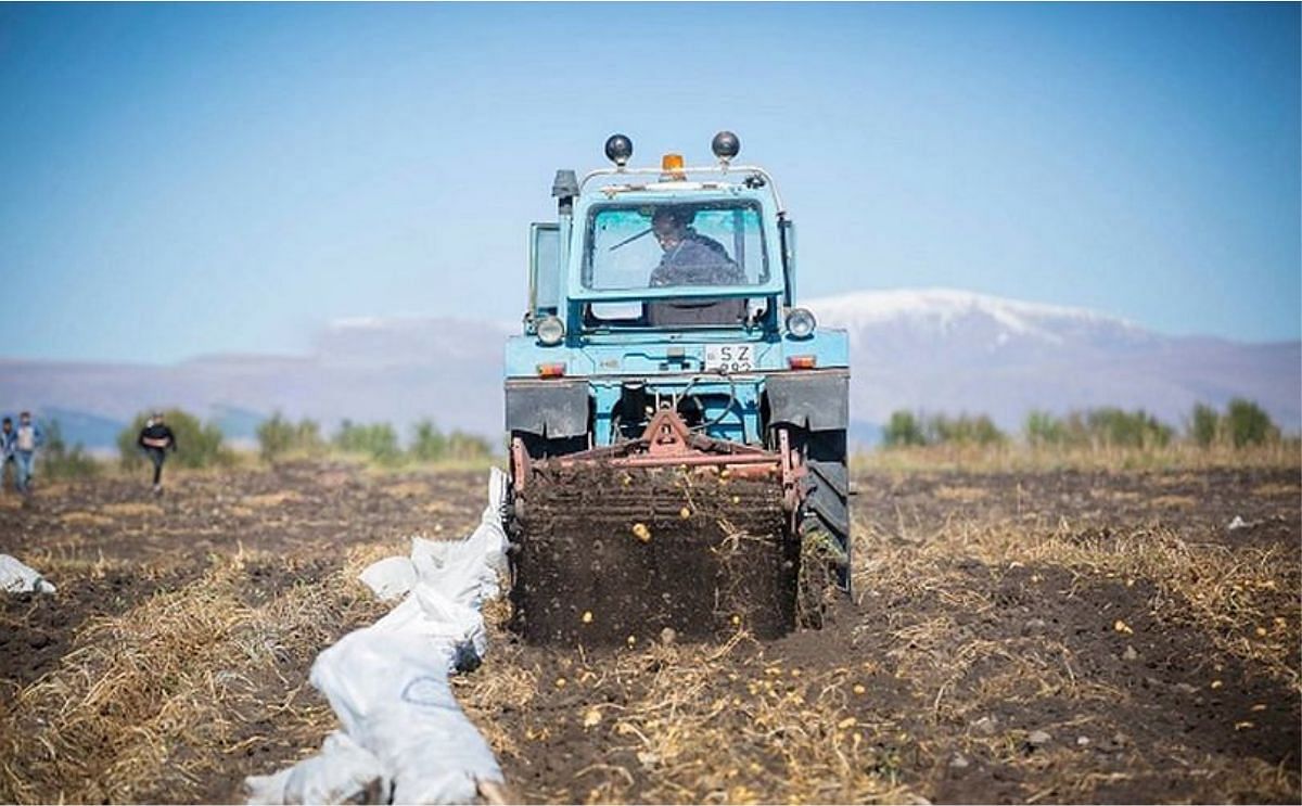 Potato Growers Georgia harvest enough potatoes to reach 100 percent self-sufficiency Potato Growers Georgia harvest enough potatoes to reach 100 percent self-sufficiency