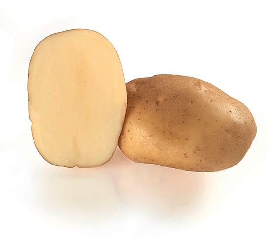 Germicopa's potato variety Kelly has good resistance to Phytophthora and Globodera Rostochiensis, 