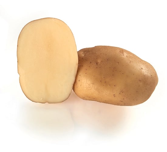 Germicopa's aardappelras Kelly heeft een goede resistentie tegen Phytophthora en Globodera Rostochiensis. Germicopa's aardappelras Kelly heeft een goede resistentie tegen Phytophthora en Globodera Rostochiensis.