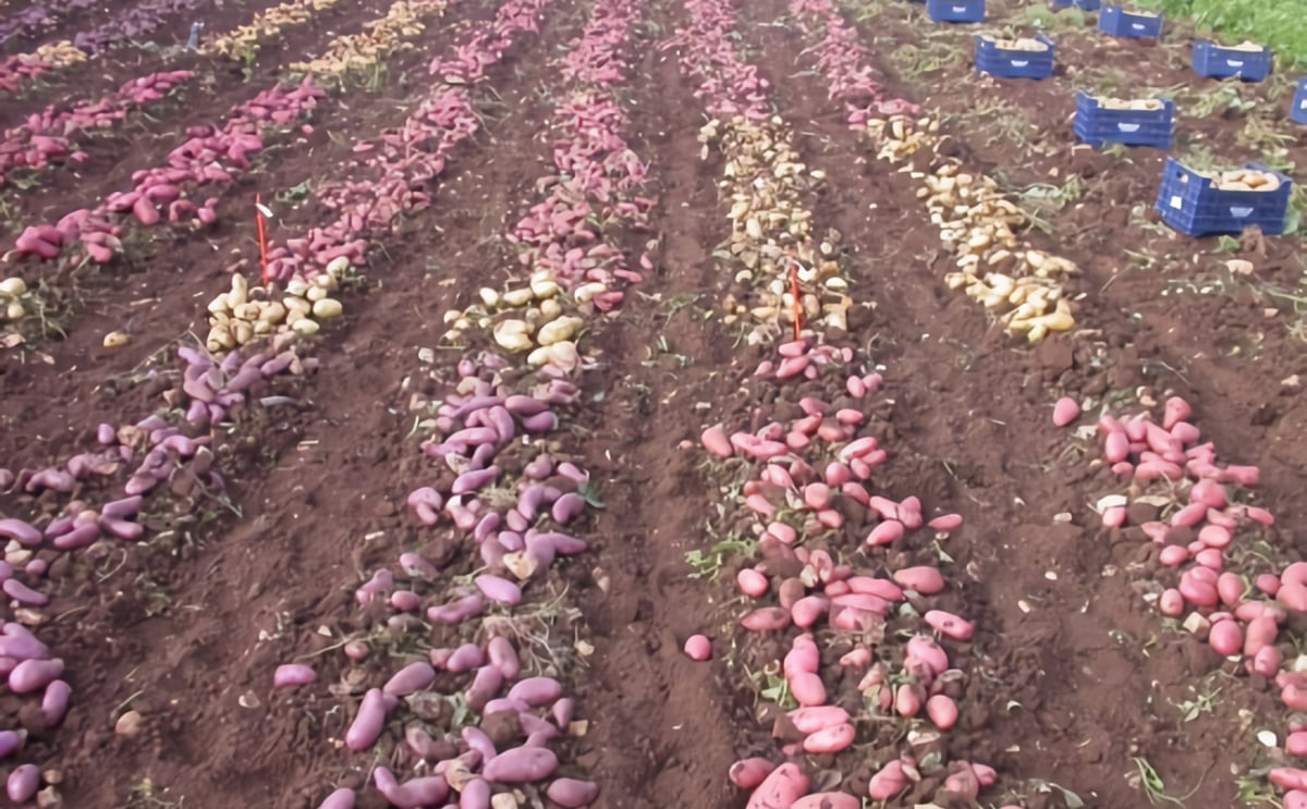 Germicopa seed potato trial Germicopa seed potato trial