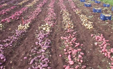 French Seed Potato Company Germicopa acquired by Florimond Desprez Group French Seed Potato Company Germicopa acquired by Florimond Desprez Group