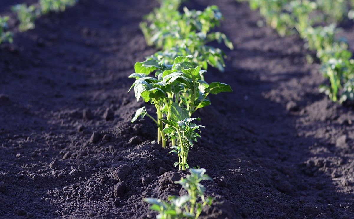 Ghent scientists develop vaccine against potato blight