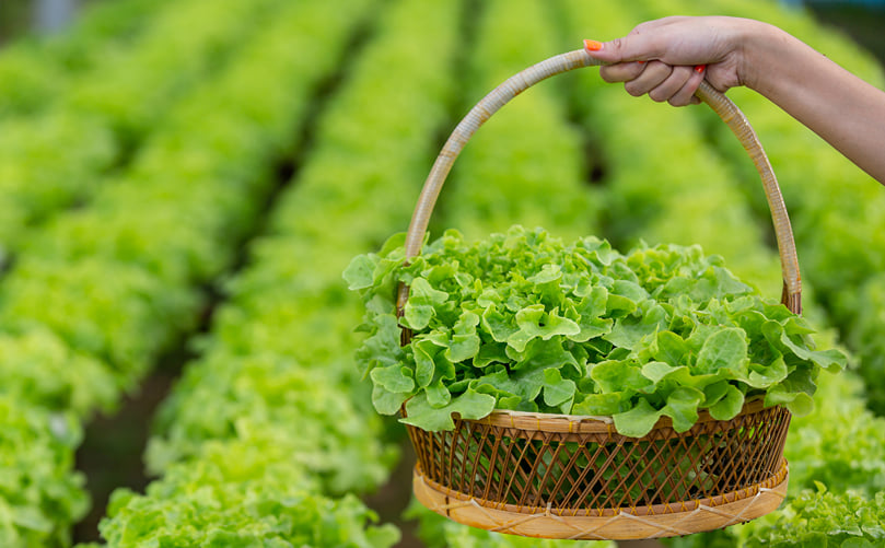 Sustainable fruit and vegetable farming