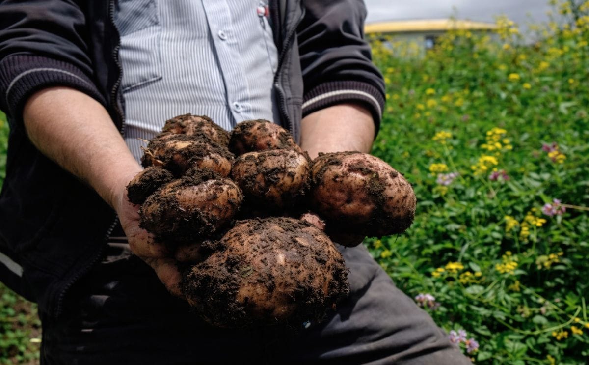 Glifosato: ¿un veneno necesario?