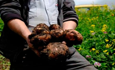 Glifosato: ¿un veneno necesario? Glifosato: ¿un veneno necesario?