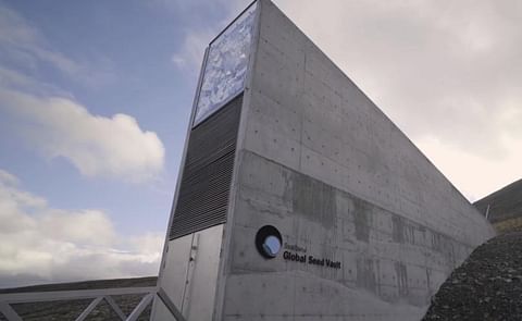 Recent flooding of the global seed vault in Svalbard caused a stir, since it was supposed to last forever. Luckily all seeds are OK, but already adaptations to the vault may be needed to deal with climate change. Recent flooding of the global seed vault in Svalbard caused a stir, since it was supposed to last forever. Luckily all seeds are OK, but already adaptations to the vault may be needed to deal with climate change.