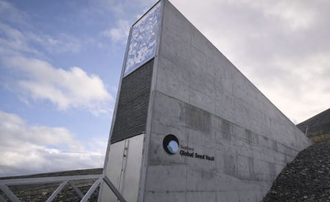 Recent flooding of the global seed vault in Svalbard caused a stir, since it was supposed to last forever. Luckily all seeds are OK, but already adaptations to the vault may be needed to deal with climate change. Recent flooding of the global seed vault in Svalbard caused a stir, since it was supposed to last forever. Luckily all seeds are OK, but already adaptations to the vault may be needed to deal with climate change.