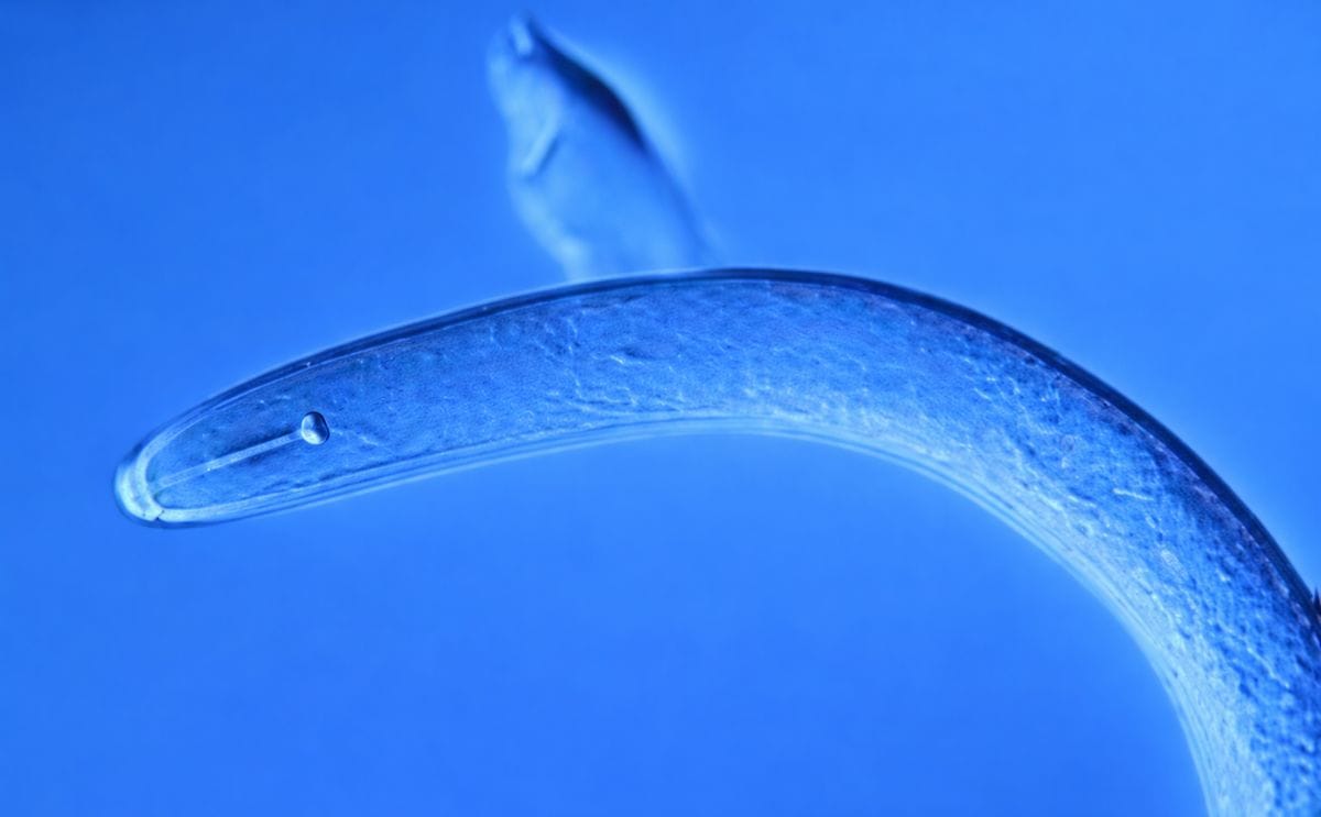 Western Australia declared Potato Cyst Nematode free