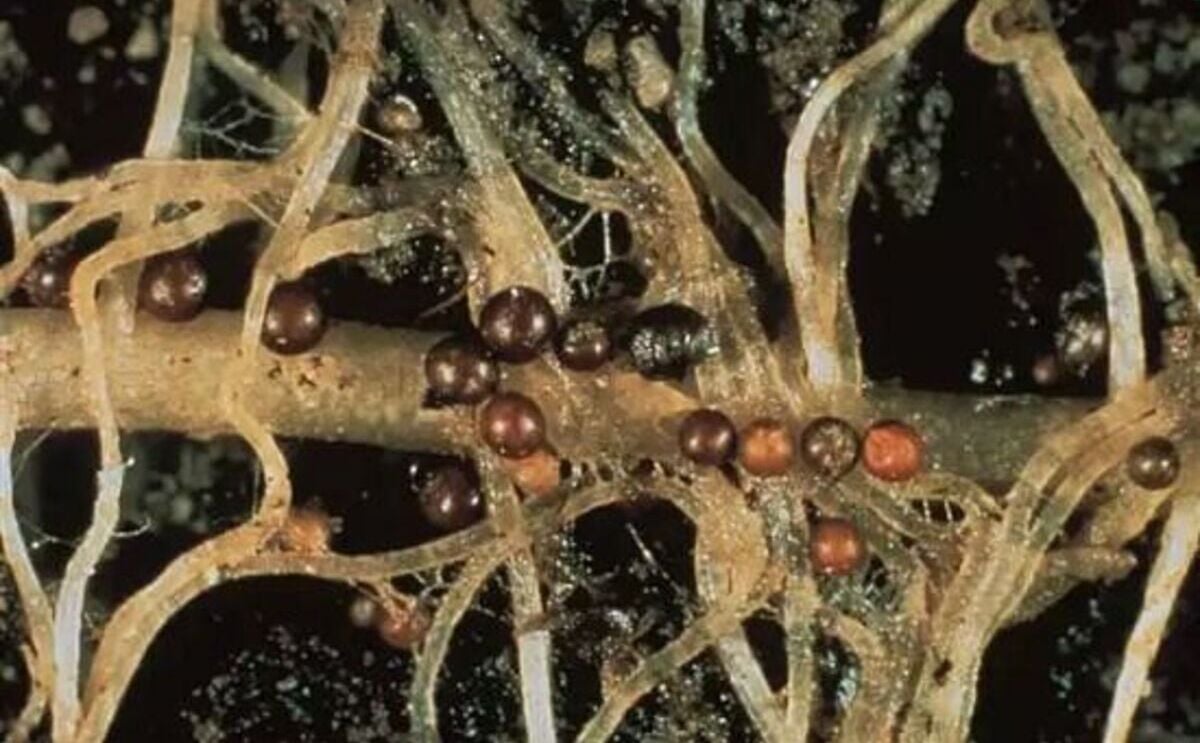 México: Empleando hongos investigadores controlan nematodo dorado de la papa México: Empleando hongos investigadores controlan nematodo dorado de la papa