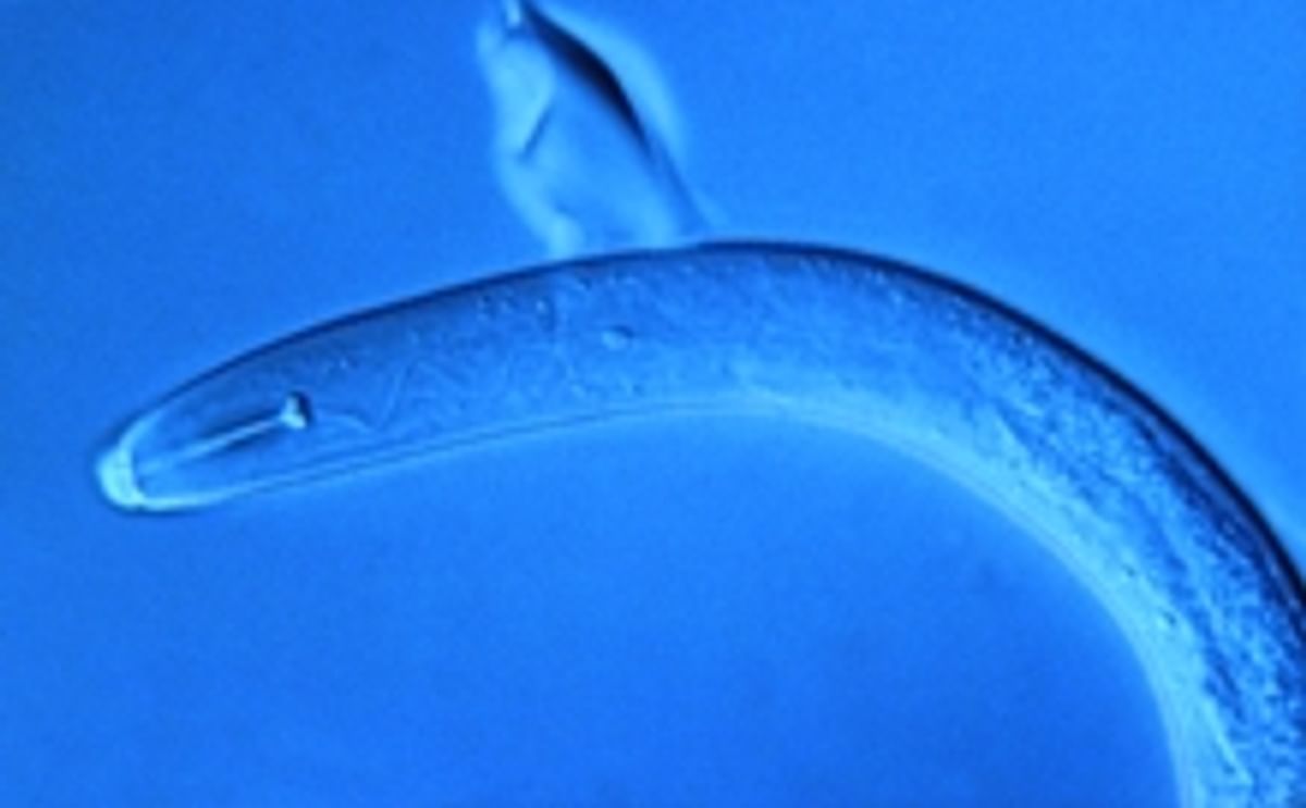Potato Cyst Nematode Potato Cyst Nematode