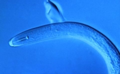 State government removes red tape for Victorian potato growers State government removes red tape for Victorian potato growers