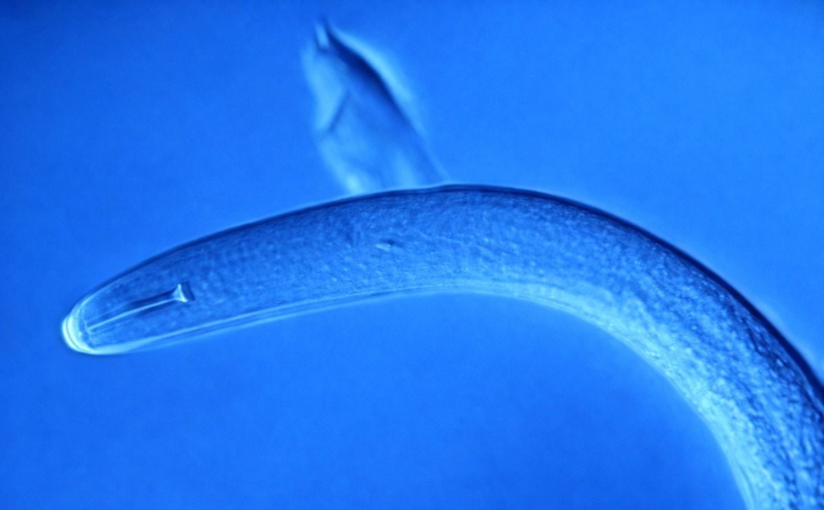 Potato Cyst Nematode Potato Cyst Nematode