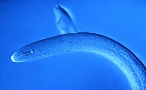 State government removes red tape for Victorian potato growers State government removes red tape for Victorian potato growers