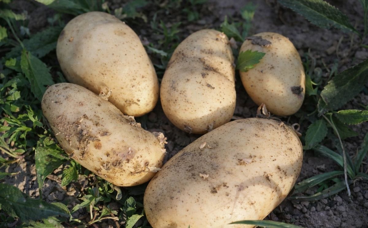 Aplicar agentes biológicos durante la siembra reduce la acción del nematodo del quiste de la papa