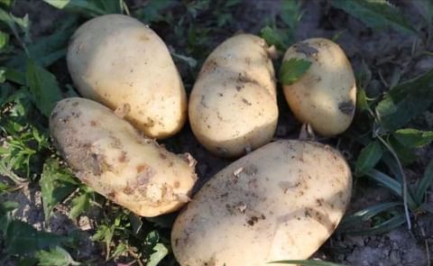 Aplicar agentes biológicos durante la siembra reduce la acción del nematodo del quiste de la papa Aplicar agentes biológicos durante la siembra reduce la acción del nematodo del quiste de la papa