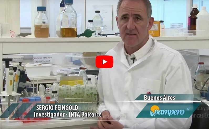 Sergio Feingold, director del Laboratorio de Agrobiotecnología del INTA Balcarce: Edicion para que la papa no se oxide.