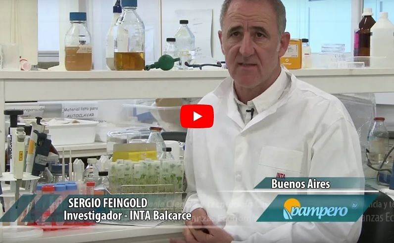 Sergio Feingold, director del Laboratorio de Agrobiotecnología del INTA Balcarce: Edicion para que la papa no se oxide. Sergio Feingold, director del Laboratorio de Agrobiotecnología del INTA Balcarce: Edicion para que la papa no se oxide.