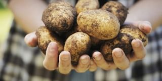 The GM Potatoes The GM Potatoes