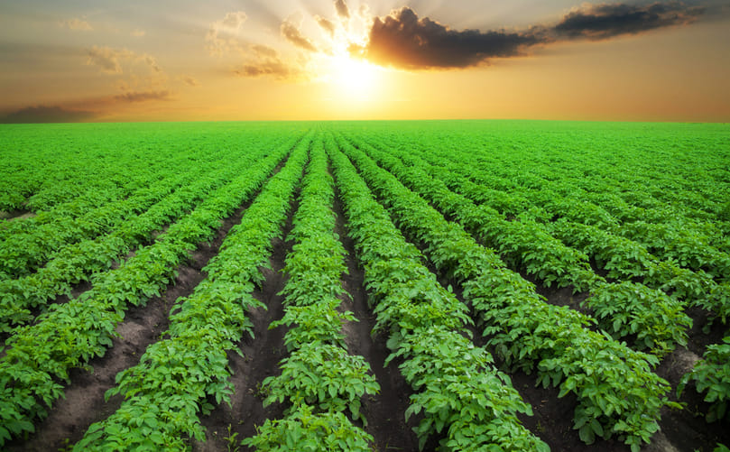 Improved Crop Health and Yield Stability in GMO Potato Fields