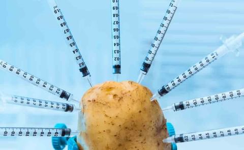 El primer transgénico nacional aprobado para consumo humano directo finalmente fue aprobado, a pesar de la oposición de toda la cadena vinculada al cultivo. El primer transgénico nacional aprobado para consumo humano directo finalmente fue aprobado, a pesar de la oposición de toda la cadena vinculada al cultivo.