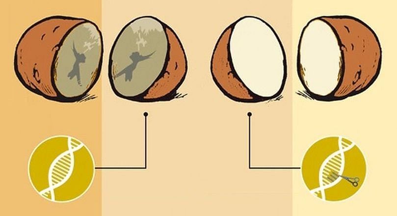 Polyphenol oxidases (PPO) are responsible for the process known as enzymatic browning - they alter the color, taste and texture of the tuber.