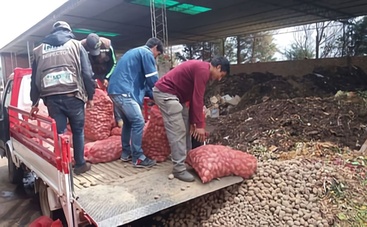 Gobierno boliviano decomisa semilla de papa que no cumpla con requisitos de calidad Gobierno boliviano decomisa semilla de papa que no cumpla con requisitos de calidad