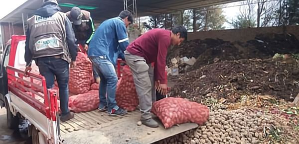 Gobierno boliviano decomisa semilla de papa que no cumpla con requisitos de calidad