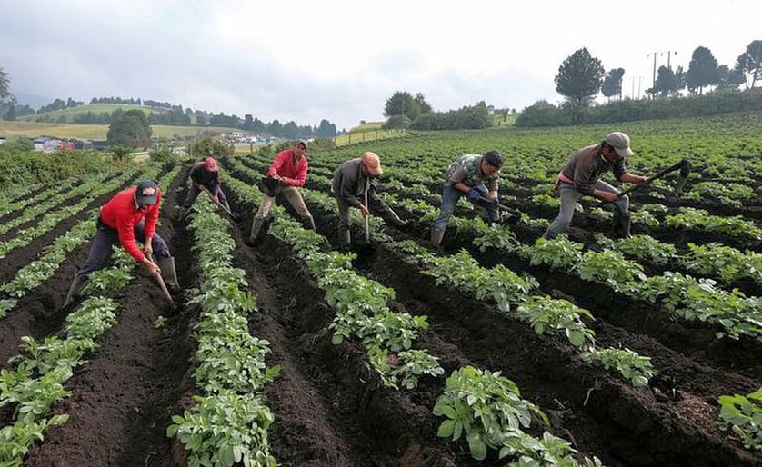 El Gobierno De Colombia anunció un millonario programa de incentivos para los cultivadores de papa. (Courtesy: Reuters)