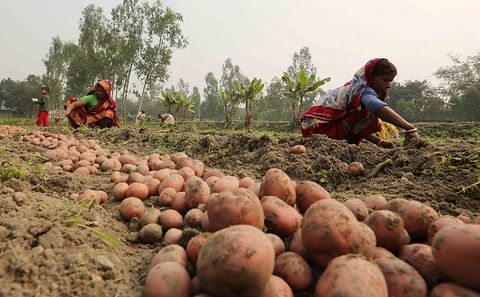 Bangladesh produces around 10 million tons of potatoes annually Syed Zakir Hossain