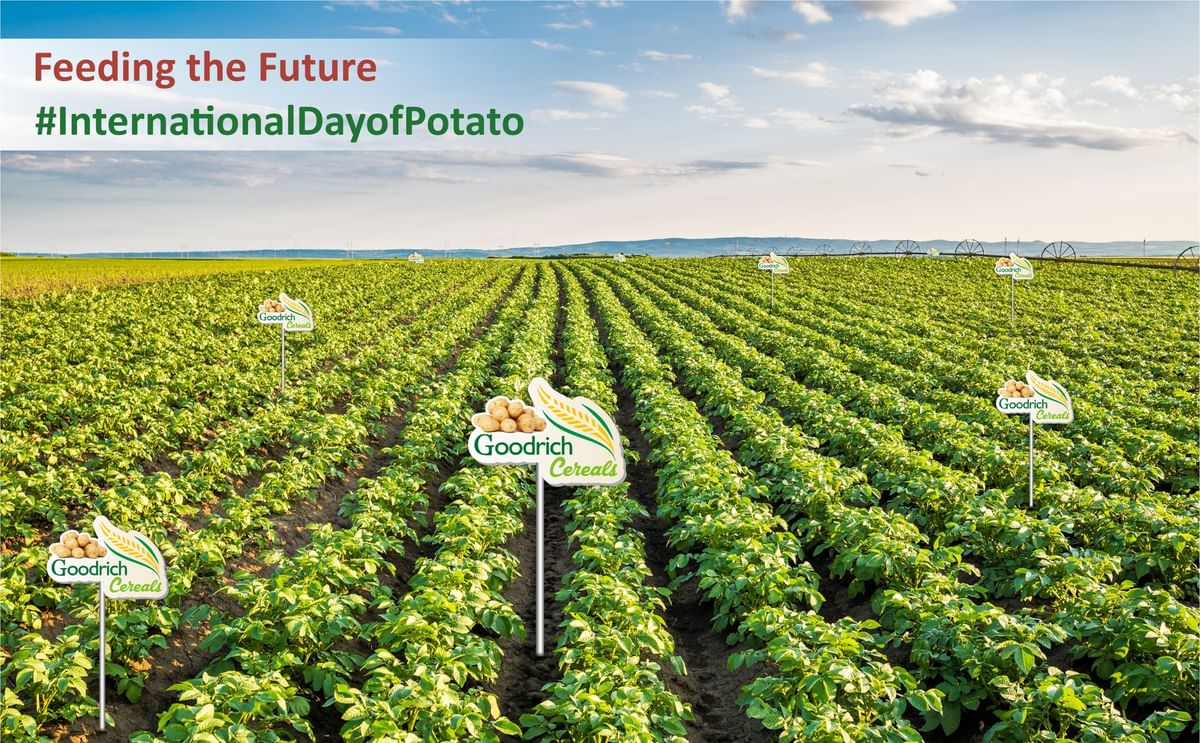 Goodrich Cereals Celebrates International Potato Day with Innovative and Sustainable Potato Products Goodrich Cereals Celebrates International Potato Day with Innovative and Sustainable Potato Products