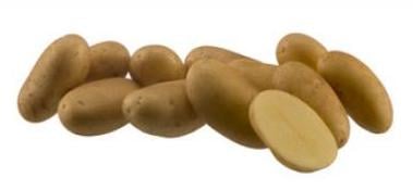 Gourmandine, judged tastiest potato of France Gourmandine, judged tastiest potato of France