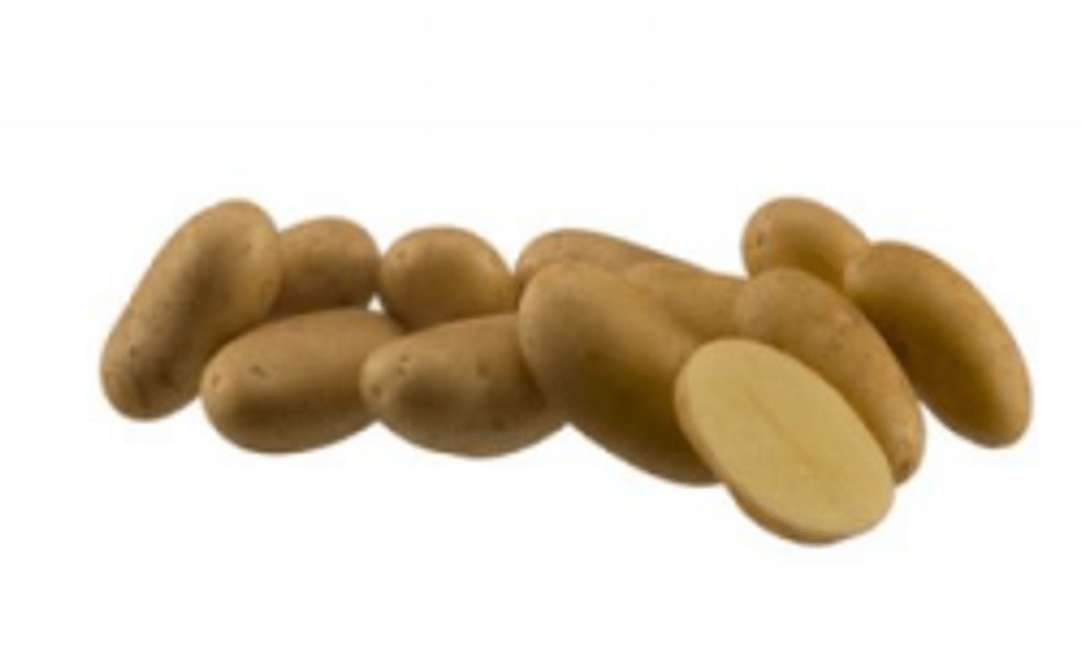 Gourmandine aardappel Agrico Gourmandine aardappel Agrico