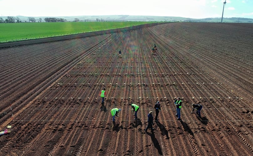 Setting up a test plot (Courtesy: GPS Potato Breeders) Setting up a test plot (Courtesy: GPS Potato Breeders)