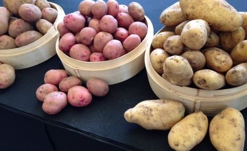 En Gran Canaria crean asociación para alentar a consumir papa e incrementar comercialización de variedades locales En Gran Canaria crean asociación para alentar a consumir papa e incrementar comercialización de variedades locales