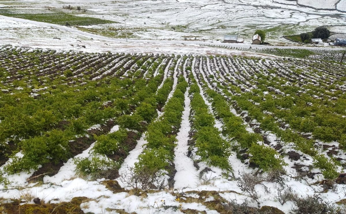 Granizada cubre los campos de papa en Ambo, Huánuco, tras una intensa tormenta que destruyó más de 45 hectáreas de papa nativa y amarilla, afectando a 76 familias agricultoras Granizada cubre los campos de papa en Ambo, Huánuco, tras una intensa tormenta que destruyó más de 45 hectáreas de papa nativa y amarilla, afectando a 76 familias agricultoras
