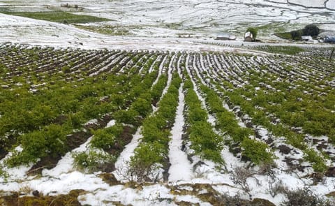 Granizada cubre los campos de papa en Ambo, Huánuco, tras una intensa tormenta que destruyó más de 45 hectáreas de papa nativa y amarilla, afectando a 76 familias agricultoras Granizada cubre los campos de papa en Ambo, Huánuco, tras una intensa tormenta que destruyó más de 45 hectáreas de papa nativa y amarilla, afectando a 76 familias agricultoras