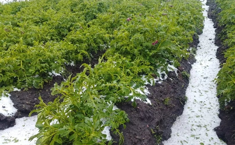 Daños severos en cultivos de papa nativa en la provincia de Ambo, Perú, luego de una fuerte granizada que provocó graves pérdidas económicas para pequeños productores Daños severos en cultivos de papa nativa en la provincia de Ambo, Perú, luego de una fuerte granizada que provocó graves pérdidas económicas para pequeños productores