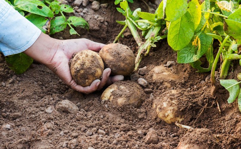 Cuándo cosechar las patatas Cuándo cosechar las patatas