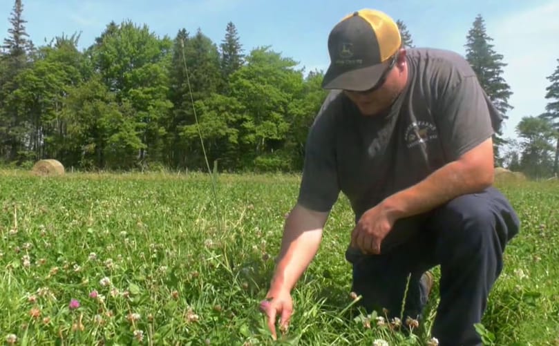 Farmhand Levi Rayner says the grass growing in fields used for the experiment is greener and faster growing. Farmhand Levi Rayner says the grass growing in fields used for the experiment is greener and faster growing.