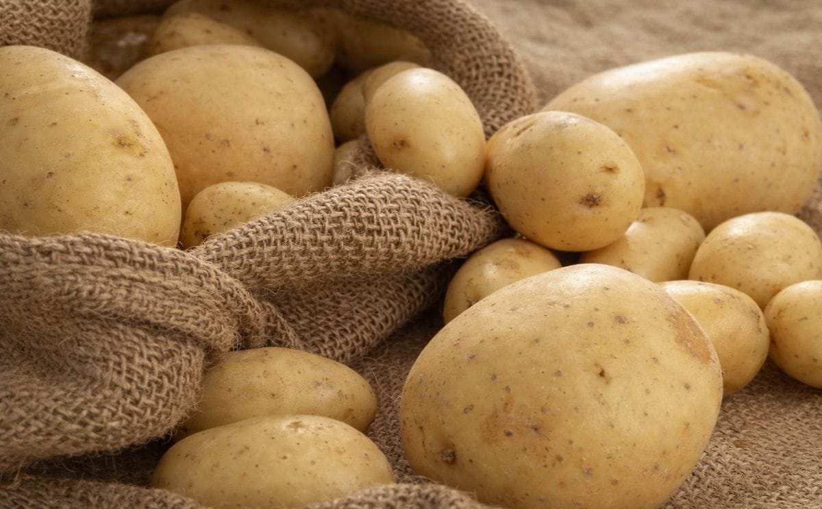 Low prices of imported potatoes haunt Greek potato producers