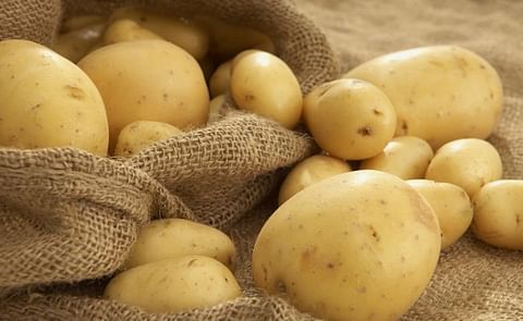 Low prices of imported potatoes haunt Greek potato producers Low prices of imported potatoes haunt Greek potato producers