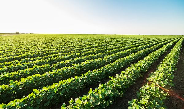 Vultus introduces new service for more effective disease control in potato crops