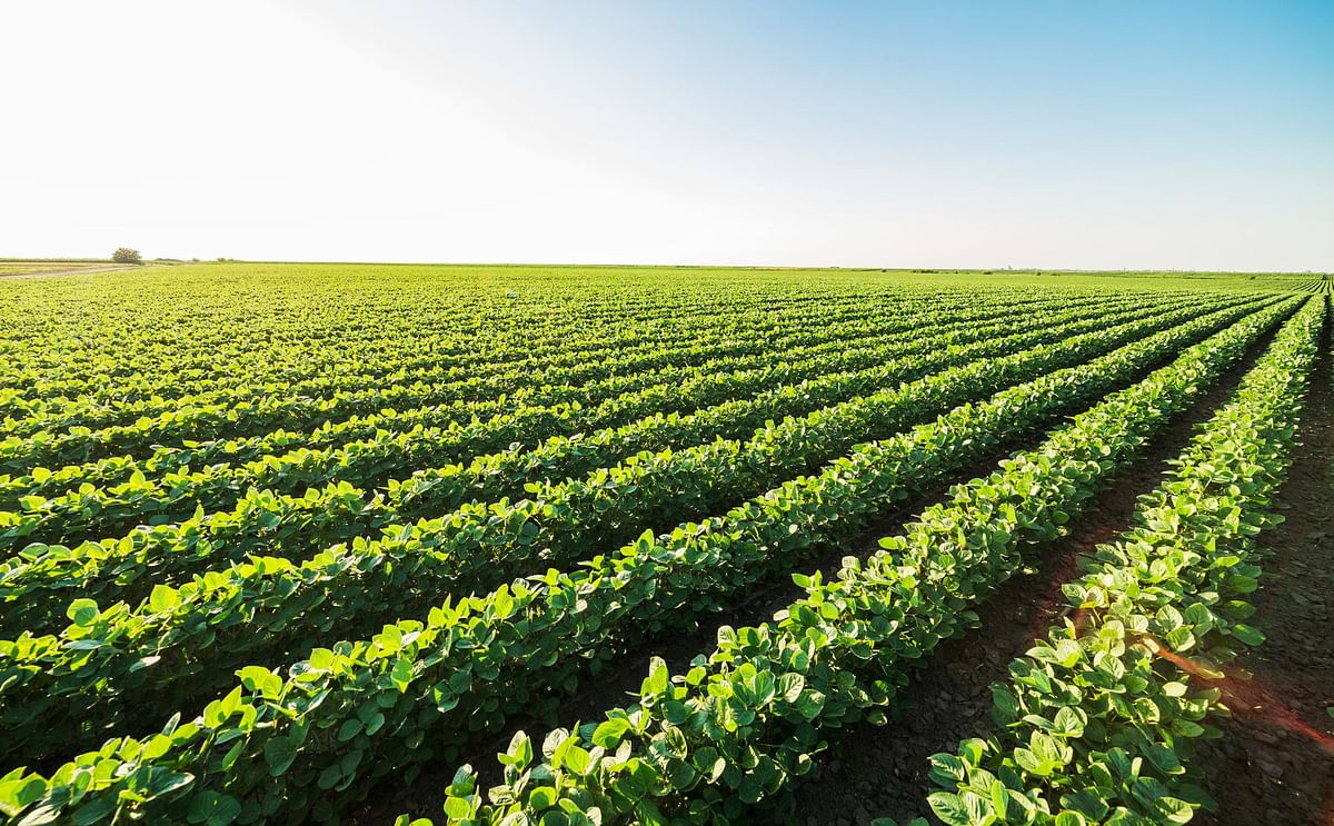 Potato field